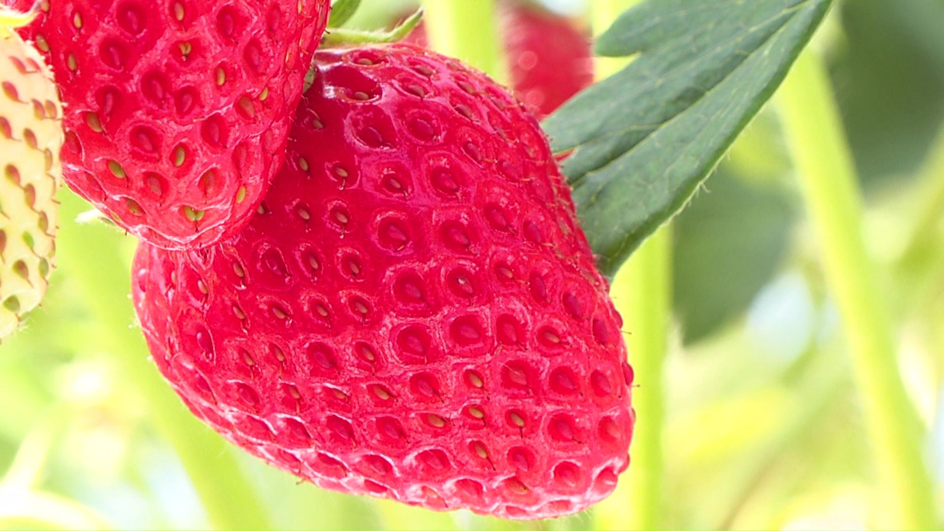 真っ赤に実ったイチゴ