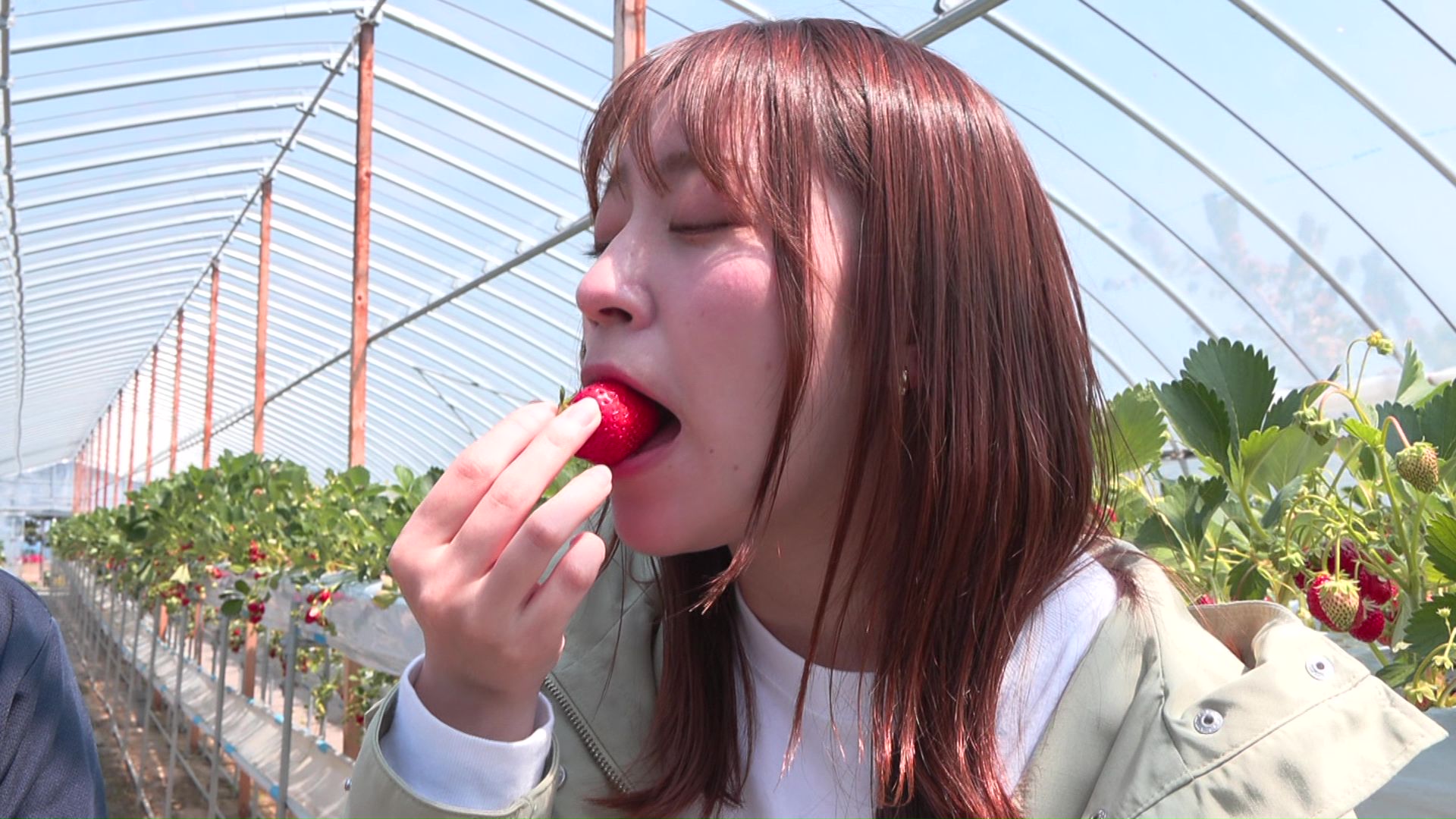 自分の手で摘み取って食べるイチゴは格別