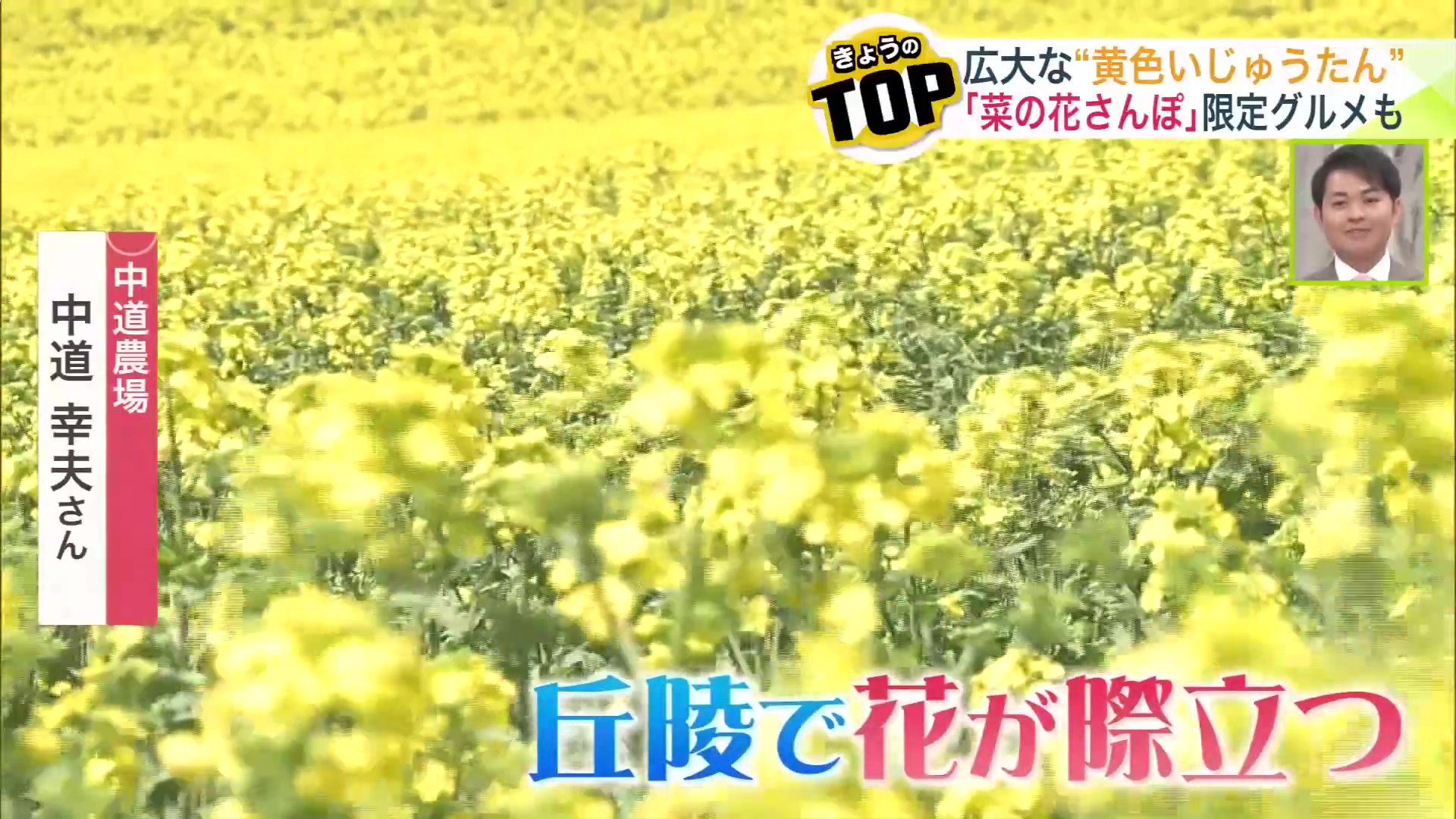 丘陵で花が際立つ