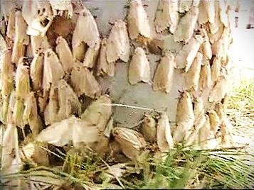 道内で発生したマイマイガ(資料)