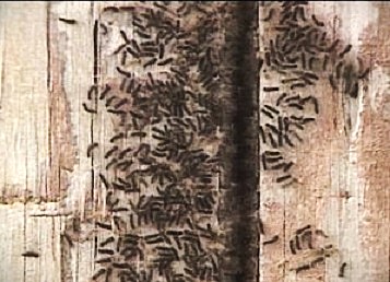 マイマイガの幼虫(資料)