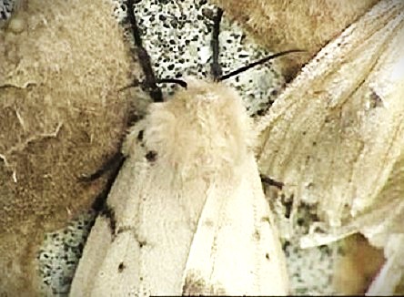 鱗粉に触れるだけで皮膚炎になる危険性が