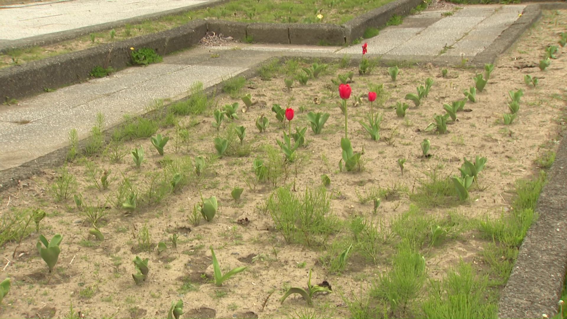 数本のチューリップだけが残っている花壇