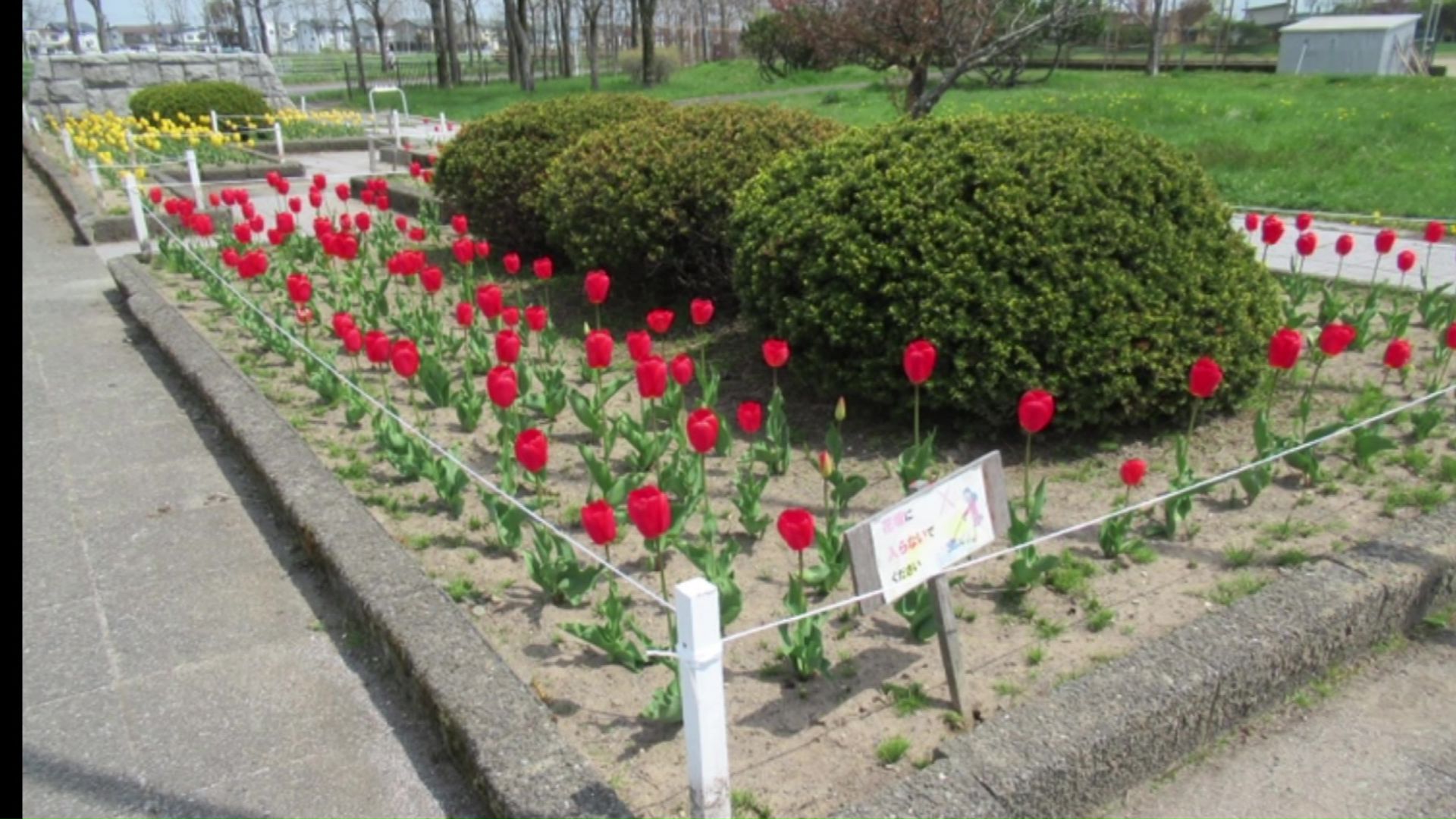 以前の花壇には鮮やかなチューリップが(提供:釧路市公園緑化協会)