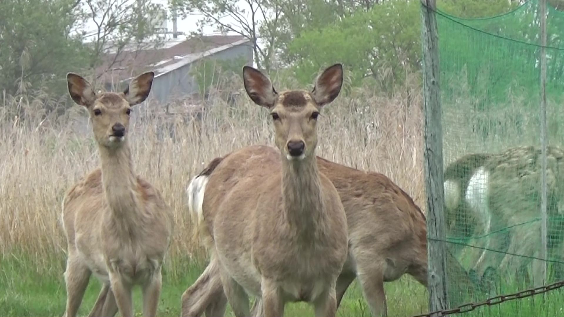 シカの食害が深刻