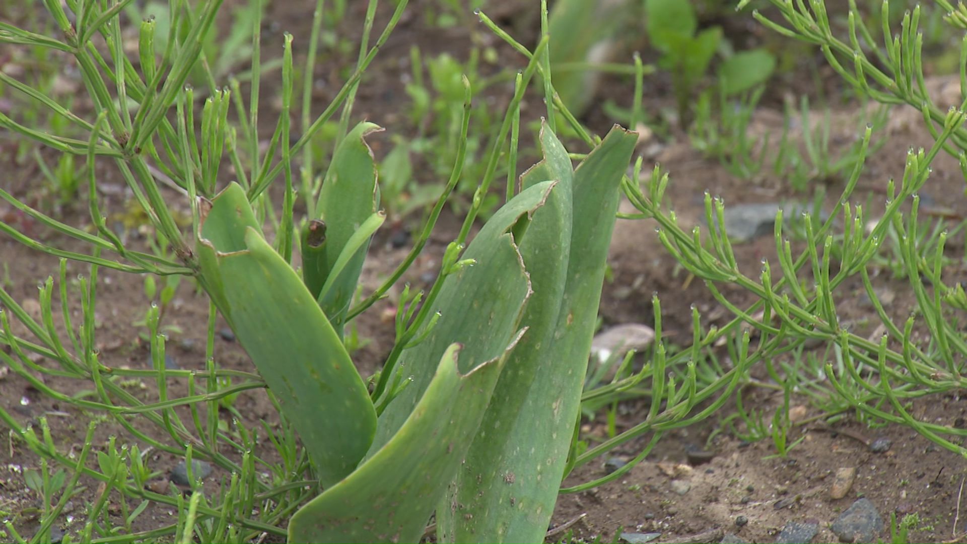 茎や葉が食いちぎられたチューリップ
