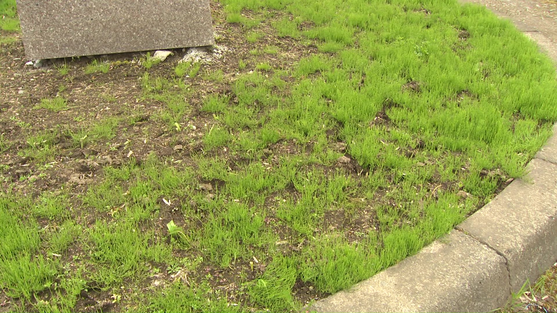 シカに食べられ跡形もなくなった花壇