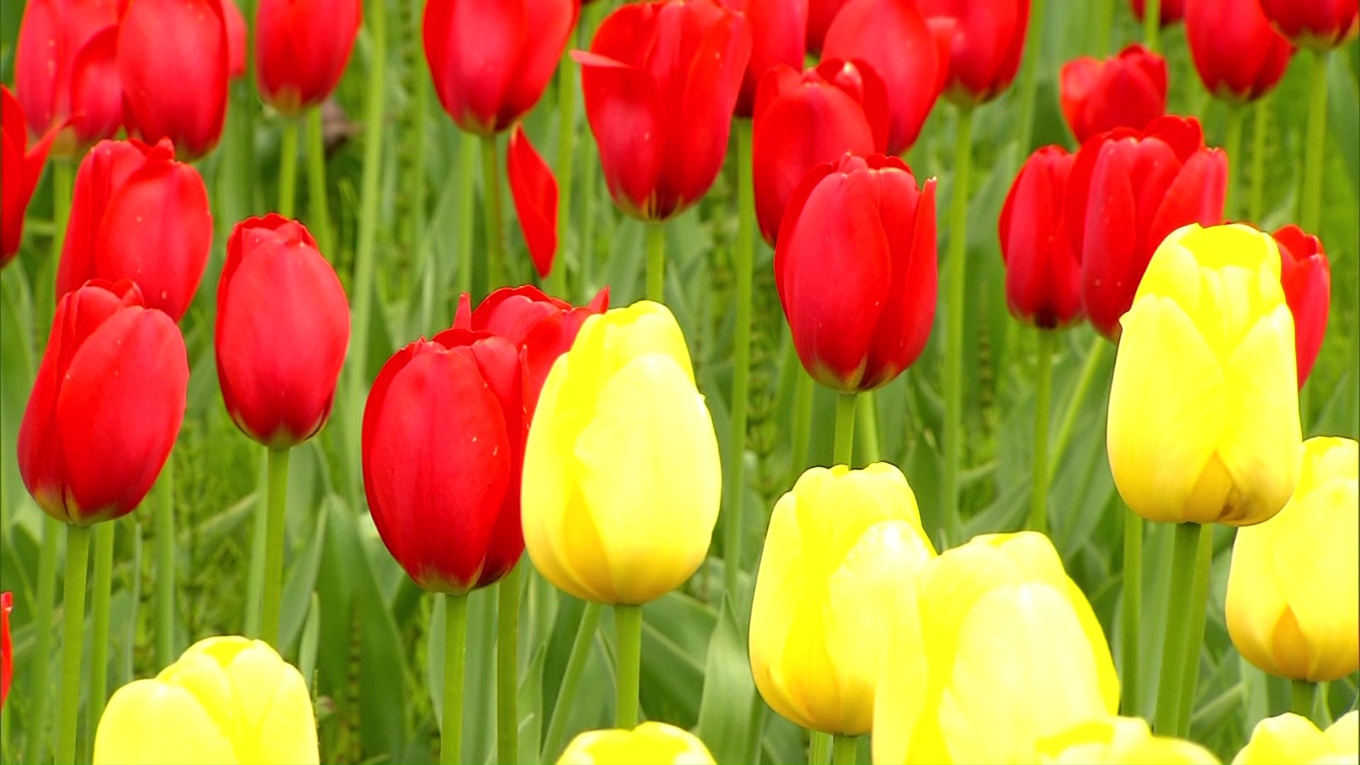 シカ被害への対策が求められる