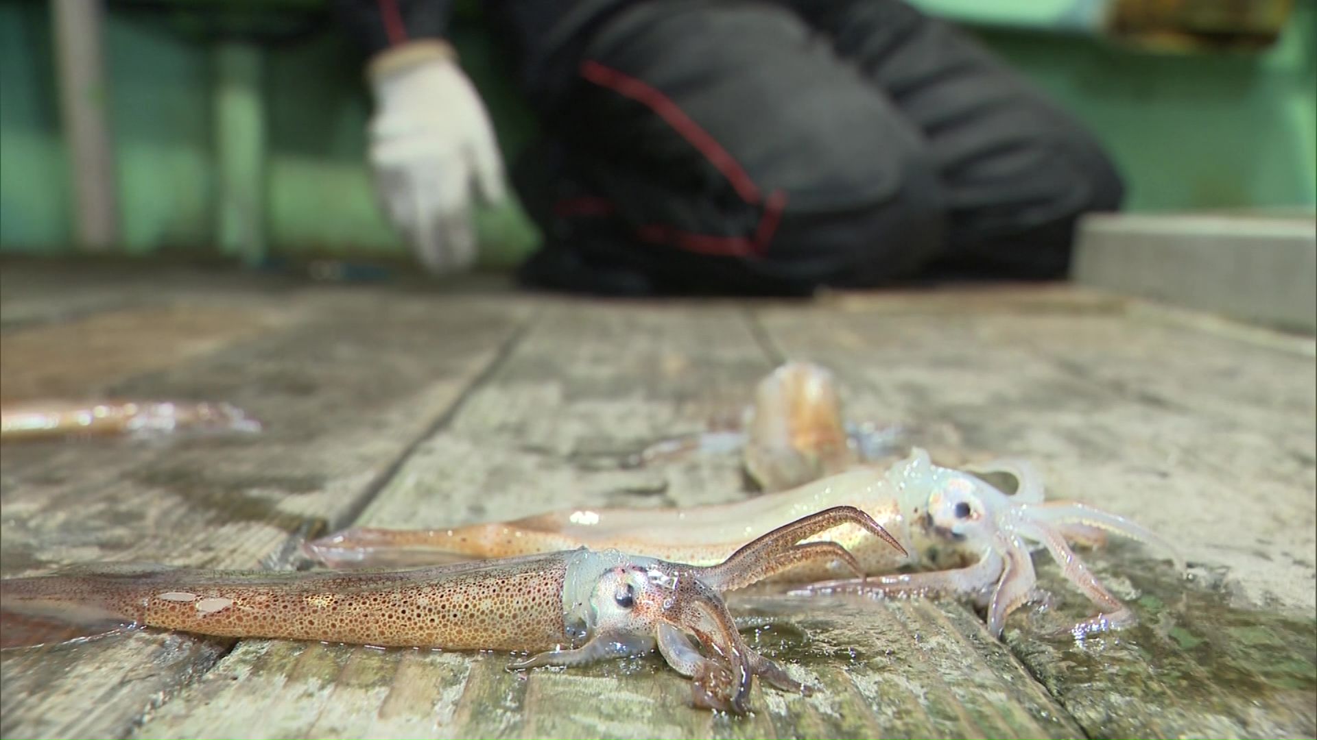 イカ不漁で漁獲量ほぼゼロ