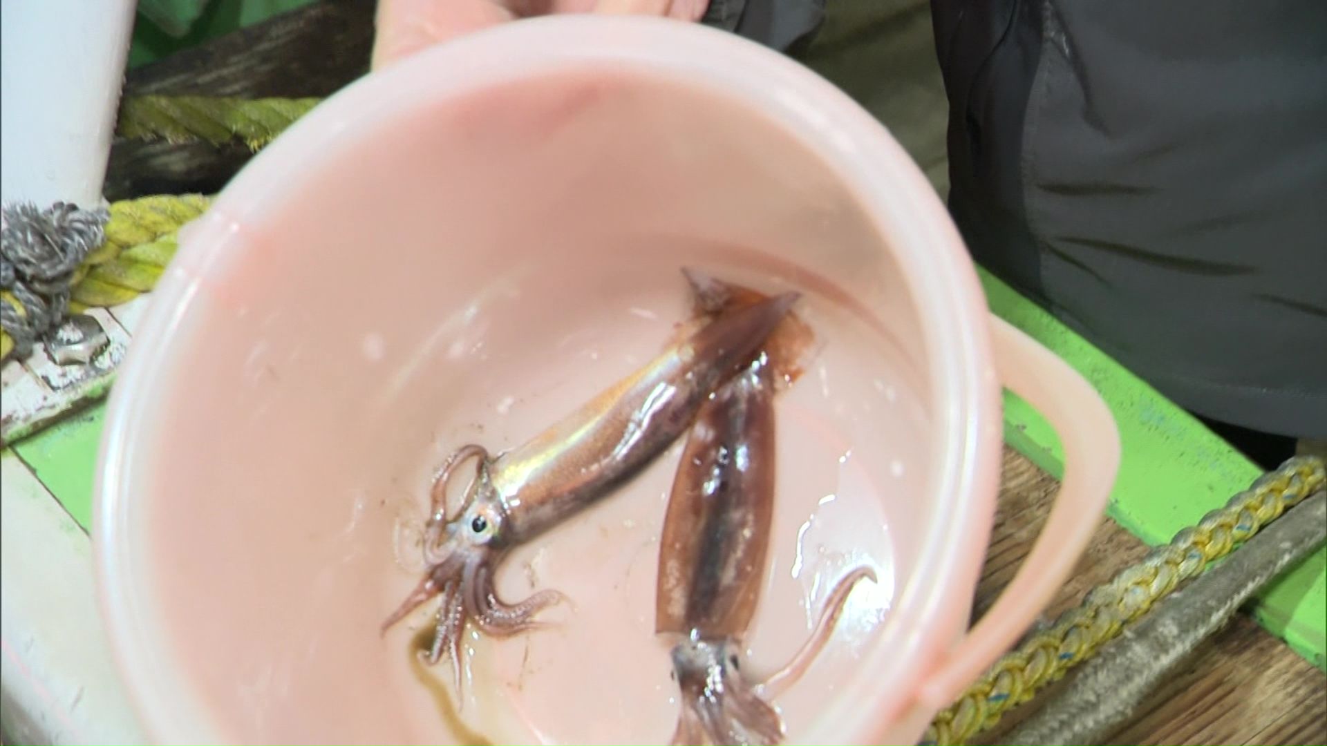 結果はスルメイカ“2匹”