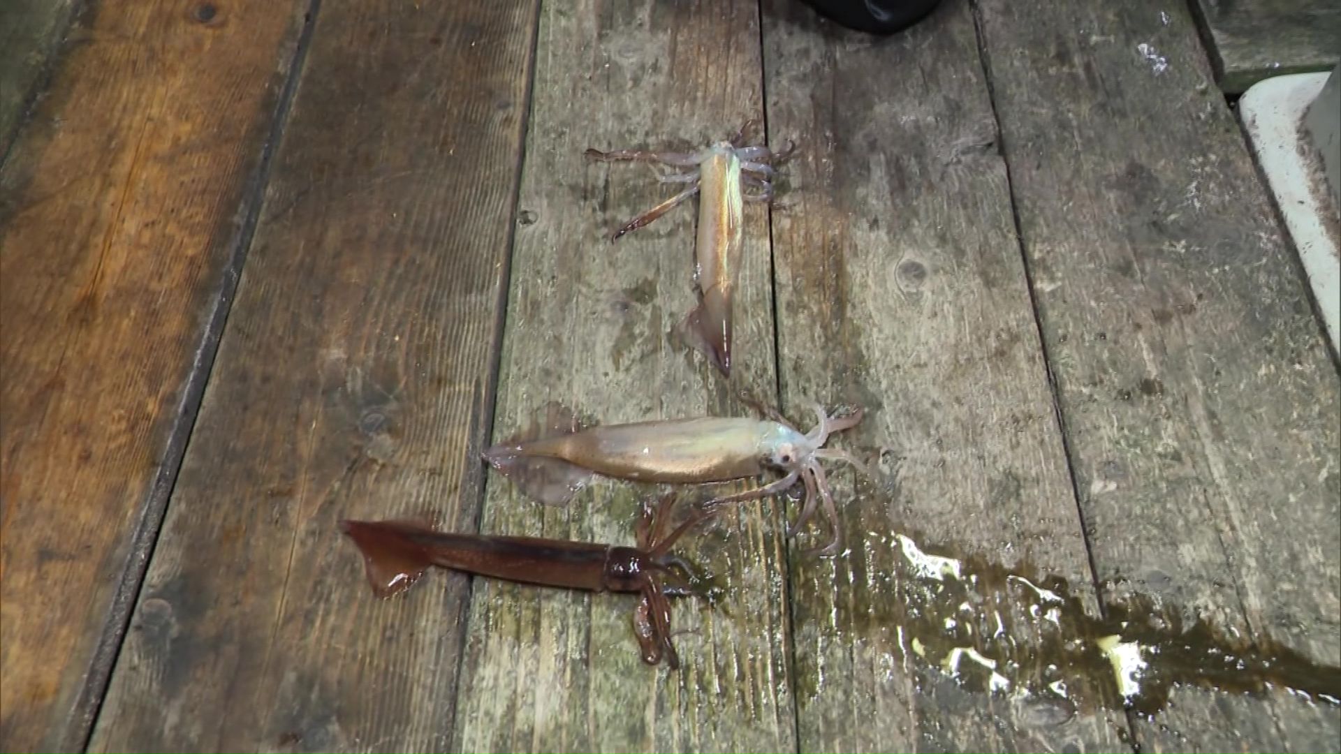 こちらの漁船では4匹