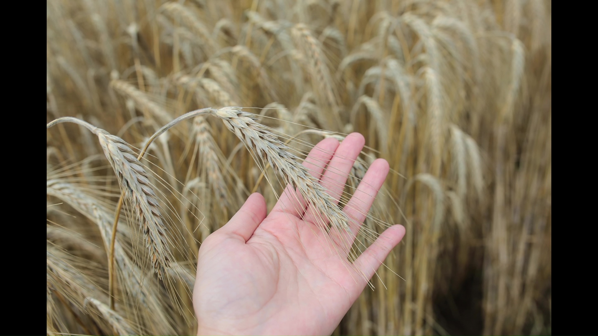 提供:そらとしばbyよなよなエール