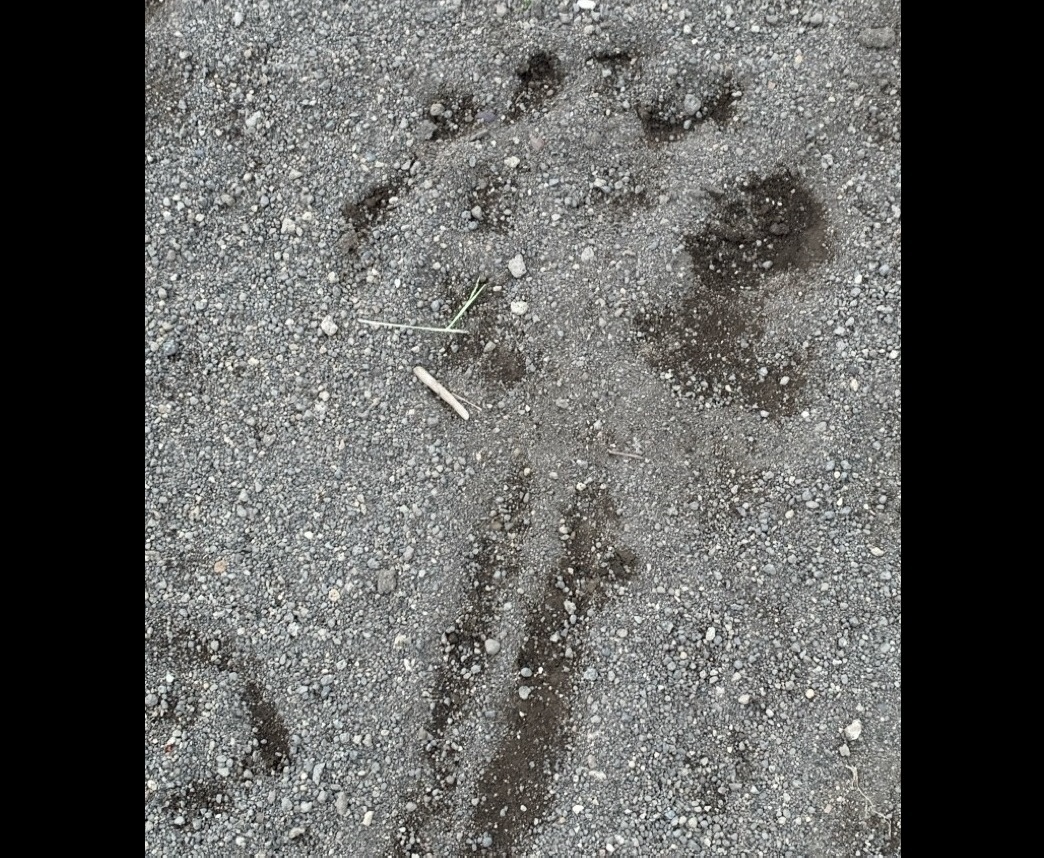 沼ノ端北7号公園でみつかった足跡（提供：苫小牧市）