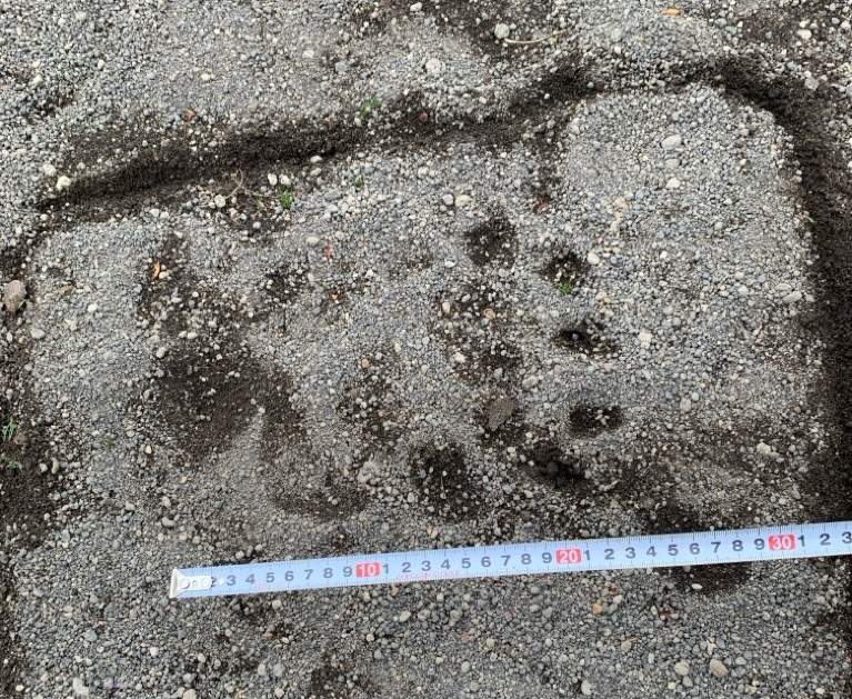 沼ノ端北7号公園でみつかった足跡（提供：苫小牧市）