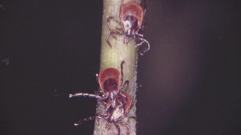 マダニ（資料）