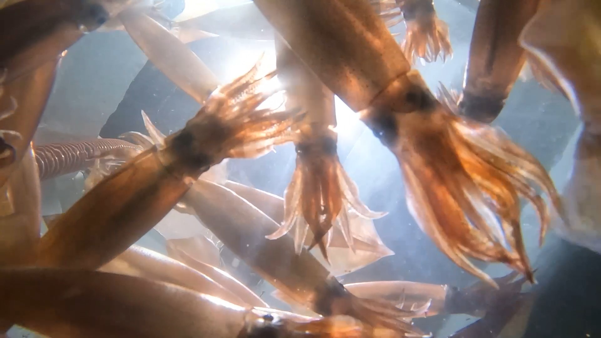 水揚げされたスルメイカ…小型のものが多いという