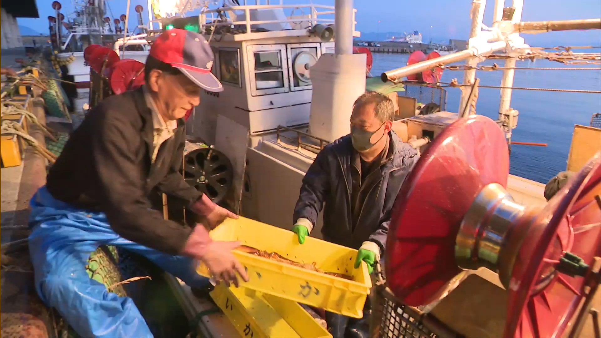 ようやく水揚げされたスルメイカ