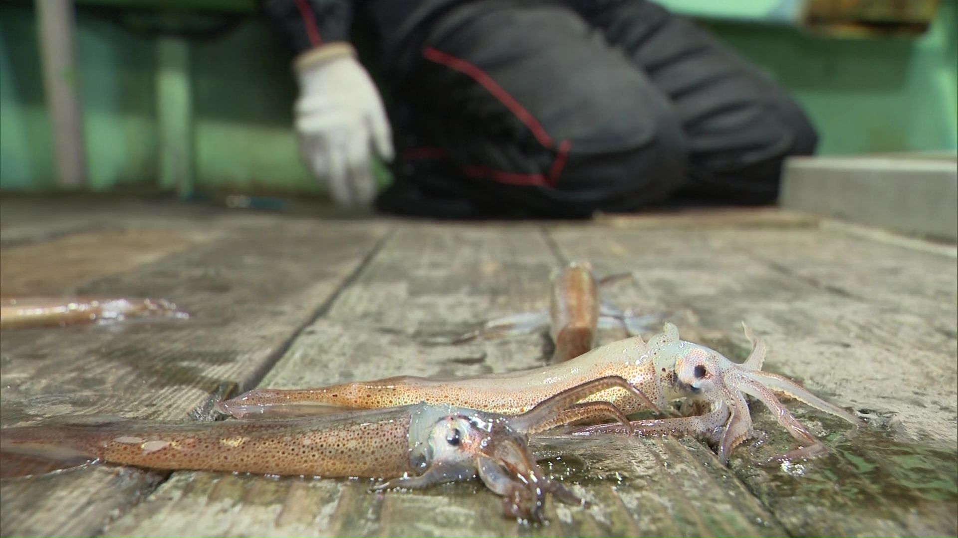 ほとんどの船で漁獲はゼロ