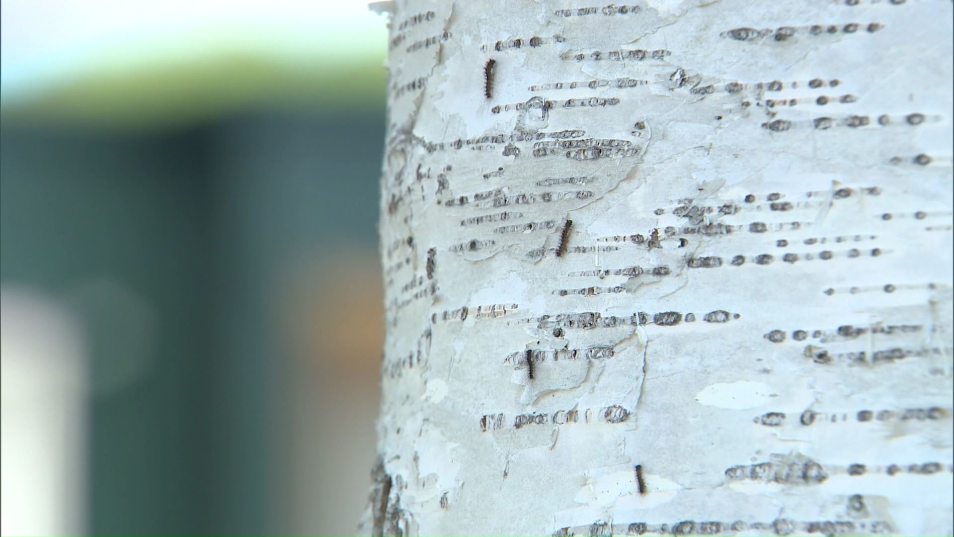 幼虫のうちの駆除がカギ