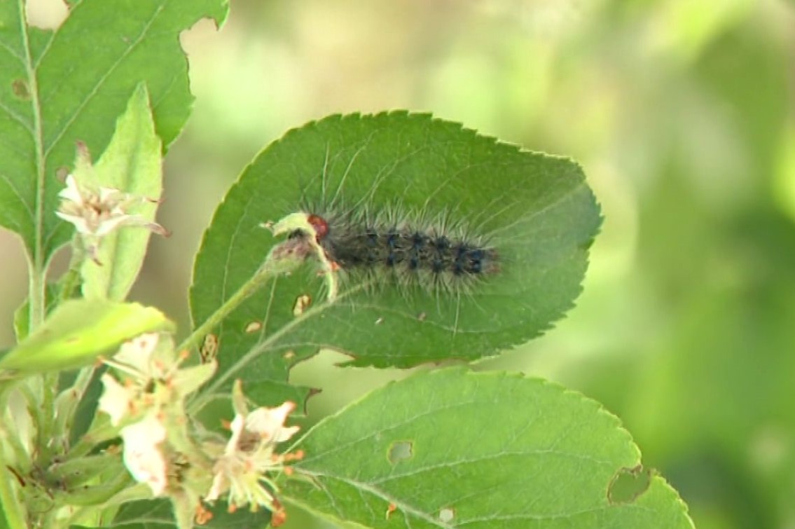 マイマイガが北海道で大発生か