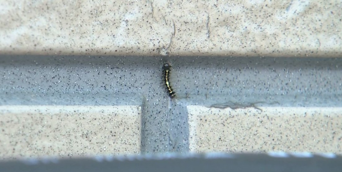 住宅外壁にも出現