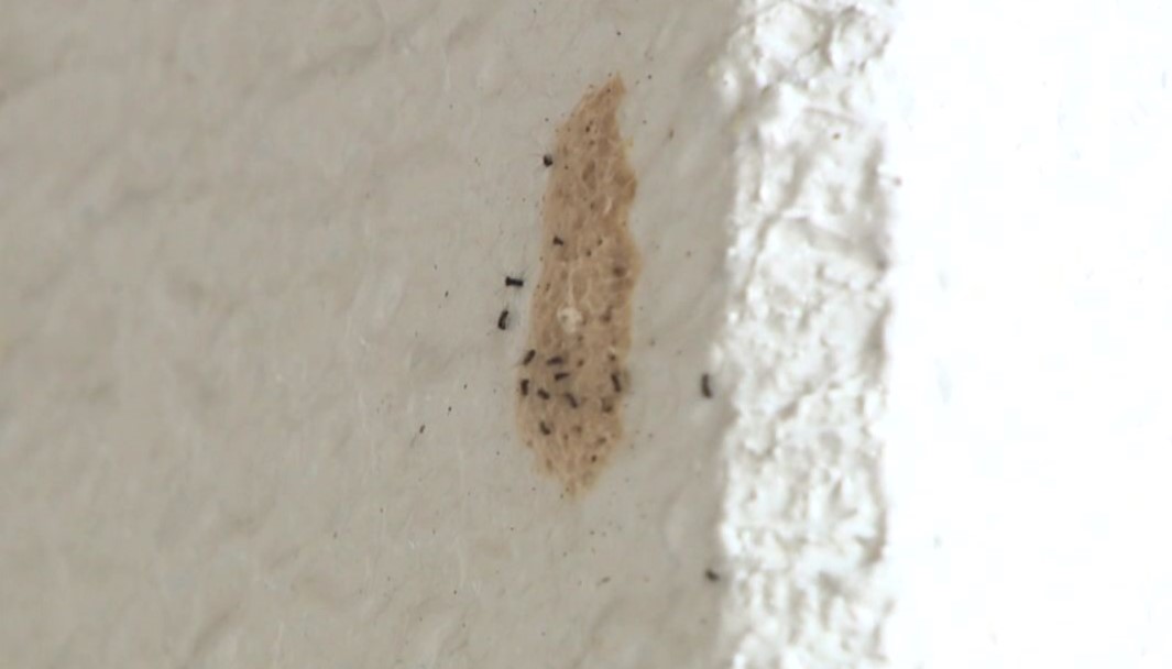 上川町役場庁舎でもマイマイガが“ふか”