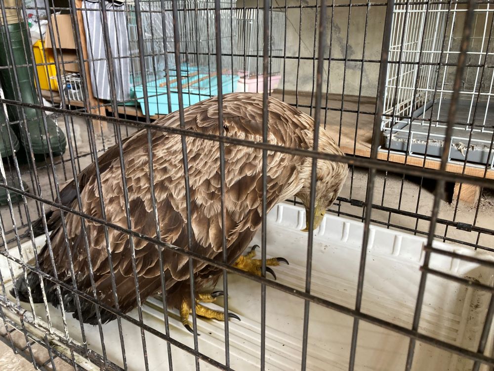 保護された当時のオジロワシ（環境省撮影）