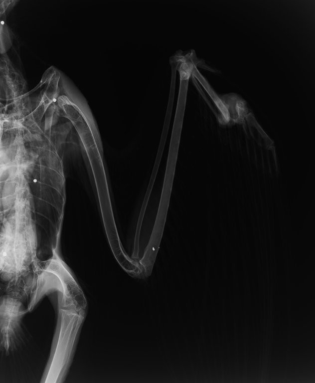 レントゲン写真（左の翼が骨折、白い点が散弾銃の弾）提供：猛禽類医学研究所