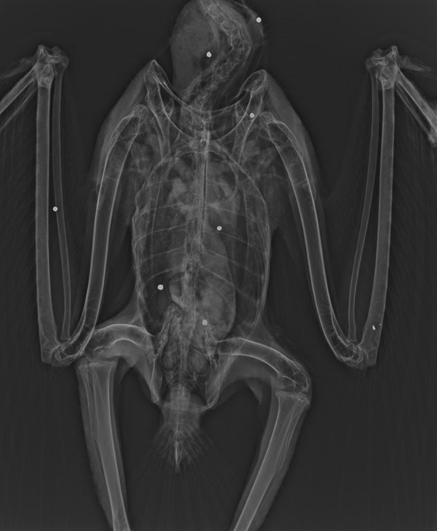 レントゲン写真（白い点が散弾銃の弾）提供：猛禽類医学研究所