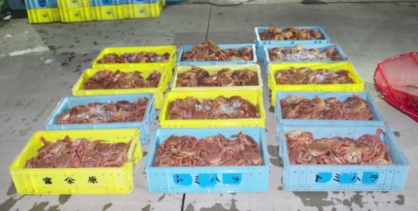 密漁された毛ガニ（提供：函館海上保安部）