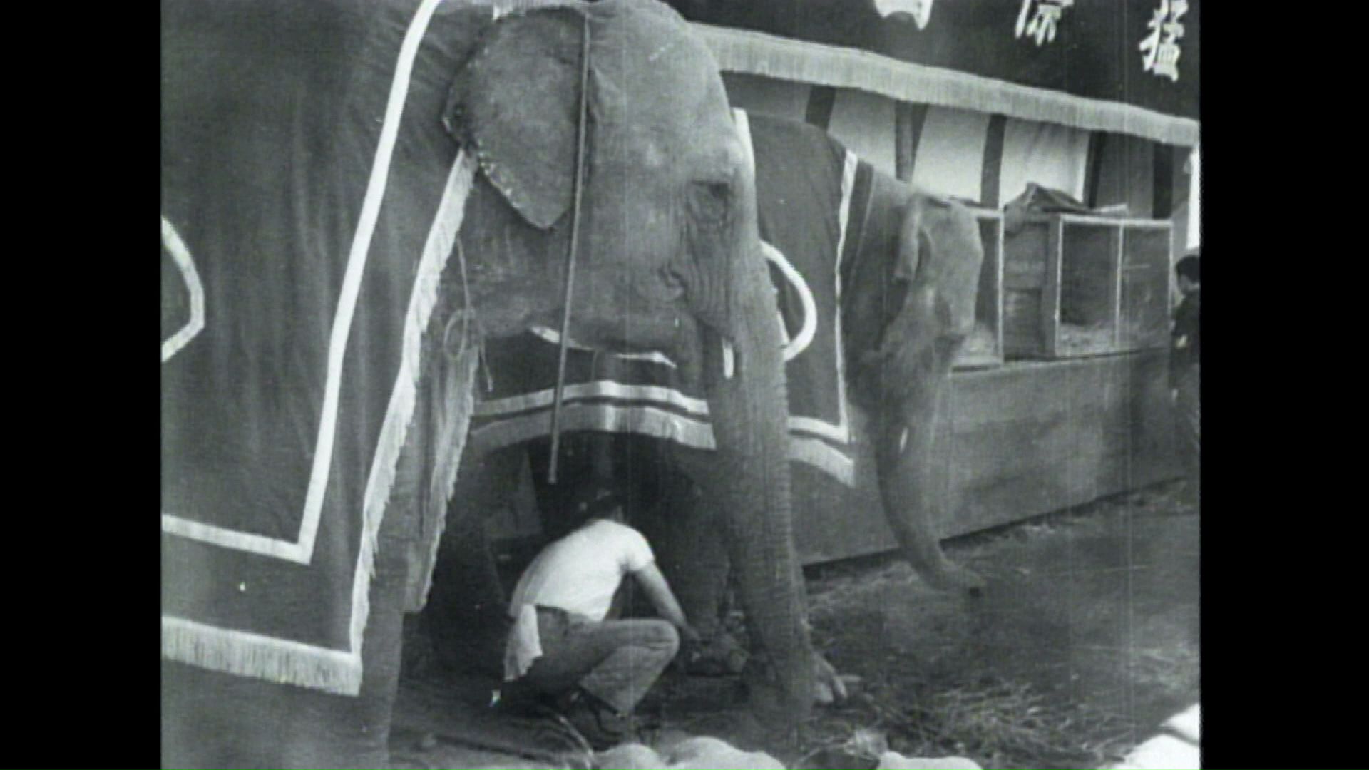 60年前の「札幌まつり」にはゾウの姿も