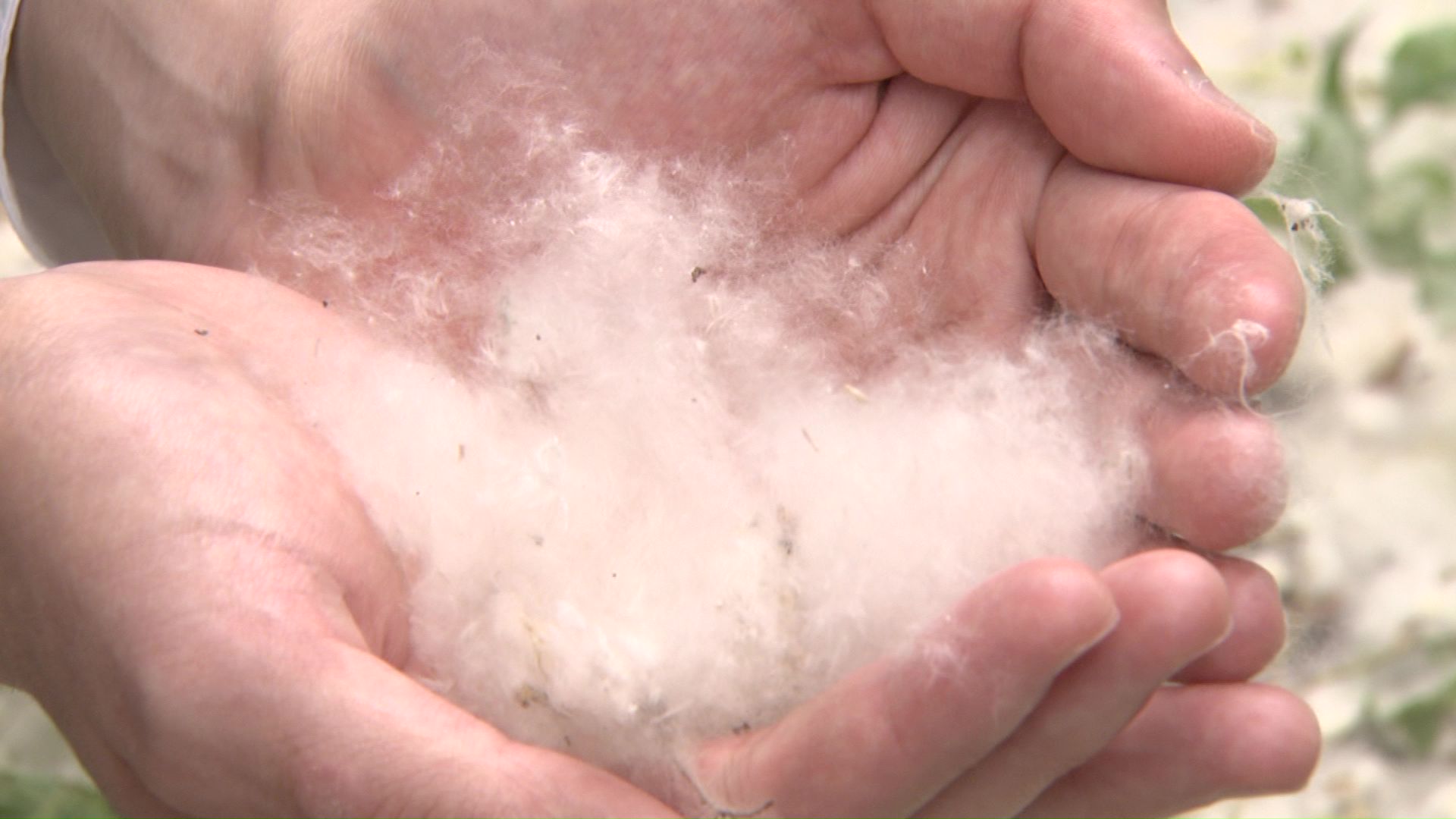 ポプラの綿毛は白くてふわふわとしている