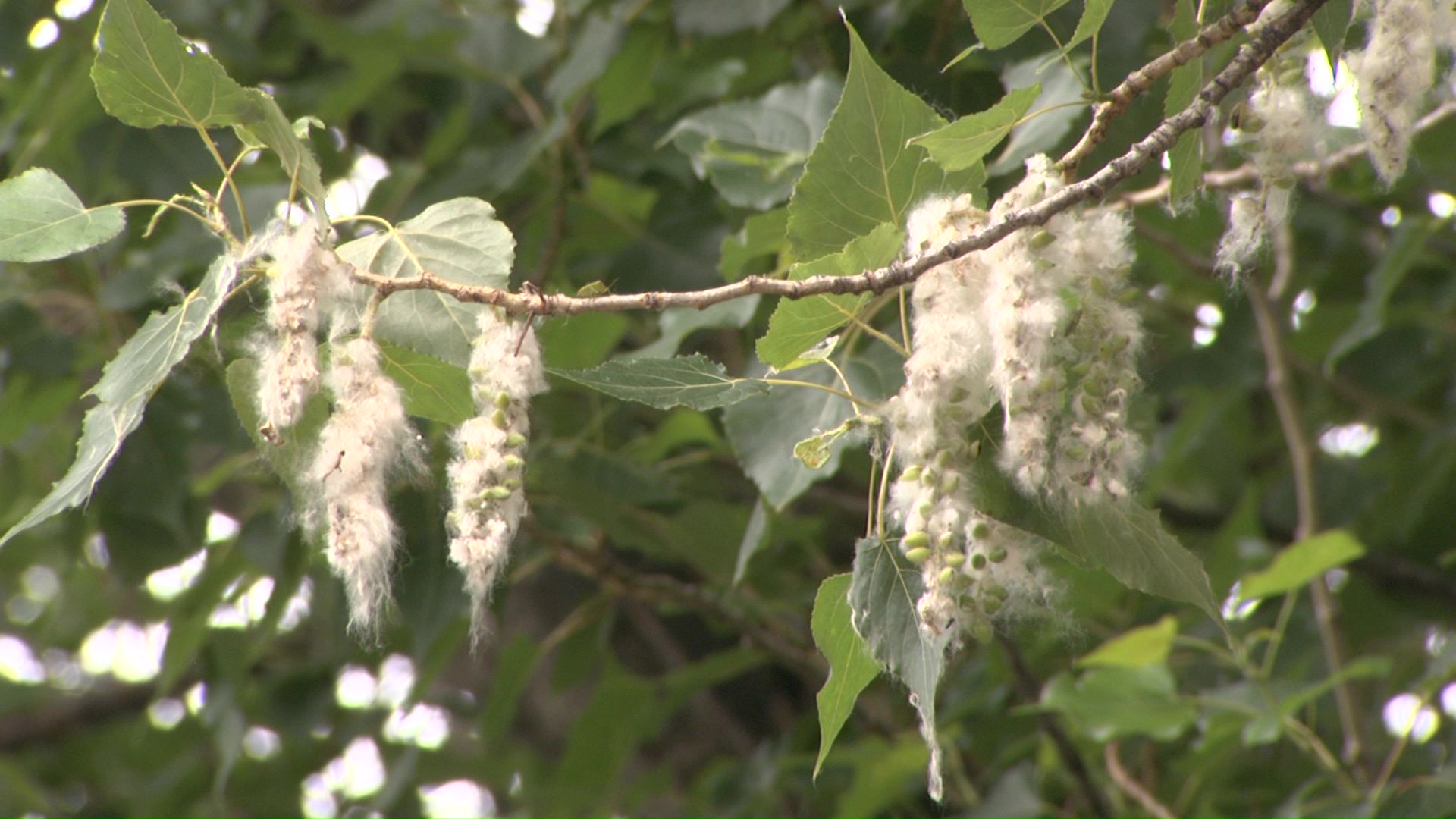 ポプラの綿毛に燃えうつる火事が相次ぐ