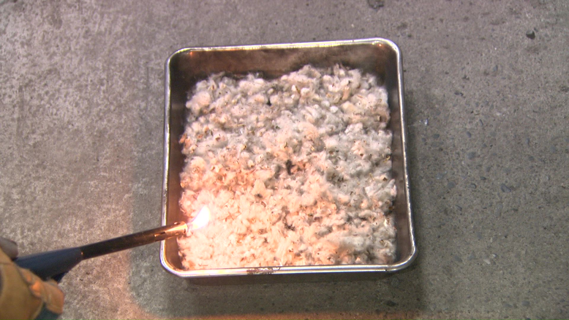 ポプラの綿毛に火をつけると…