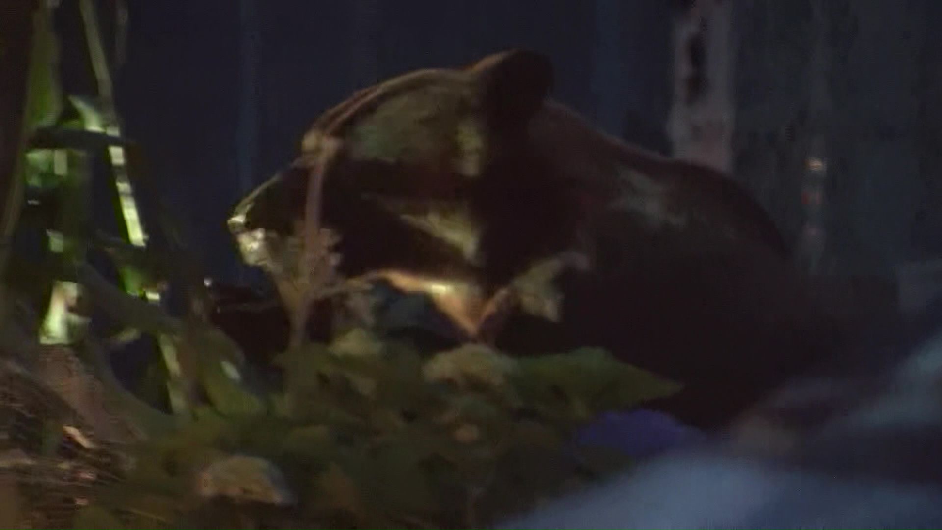 住宅街に出没したクマ(2019年8月・札幌市南区)