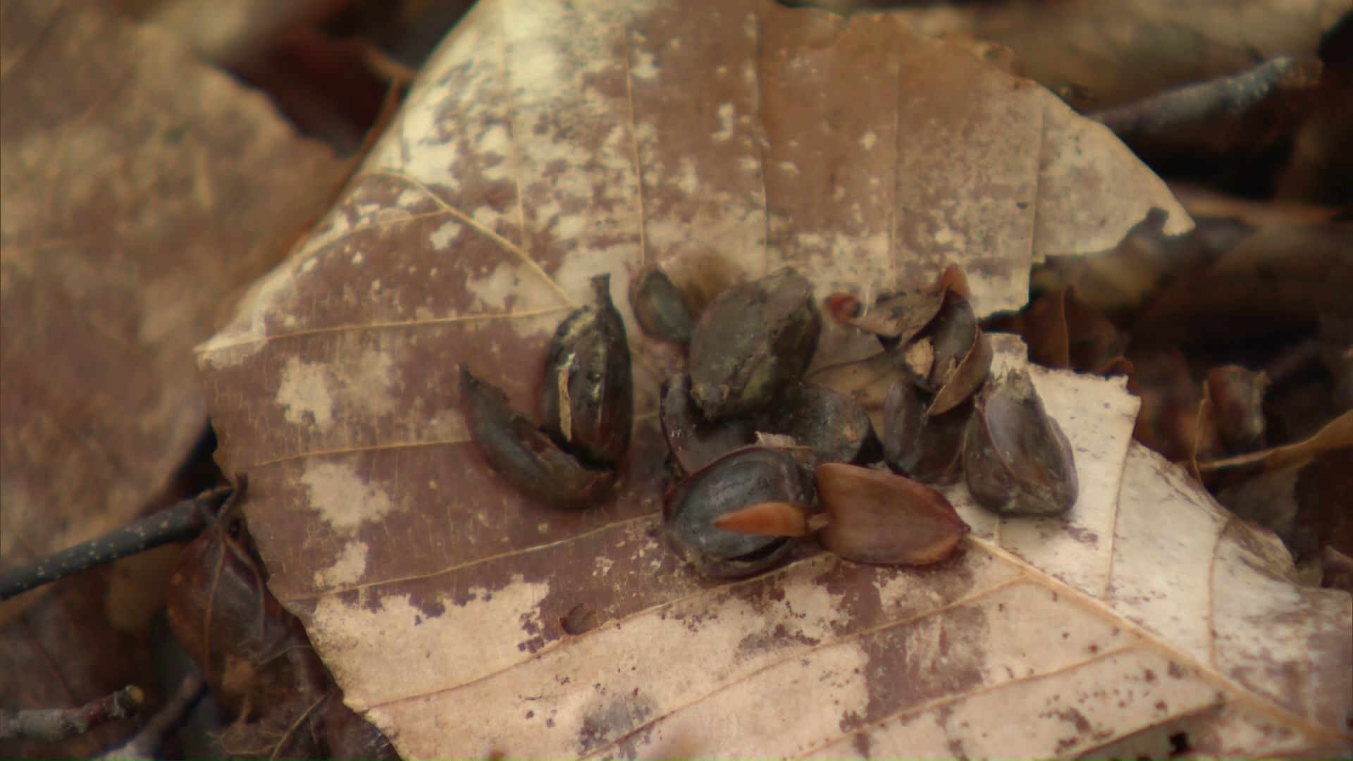 ネズミの発生につながるブナの実の増加