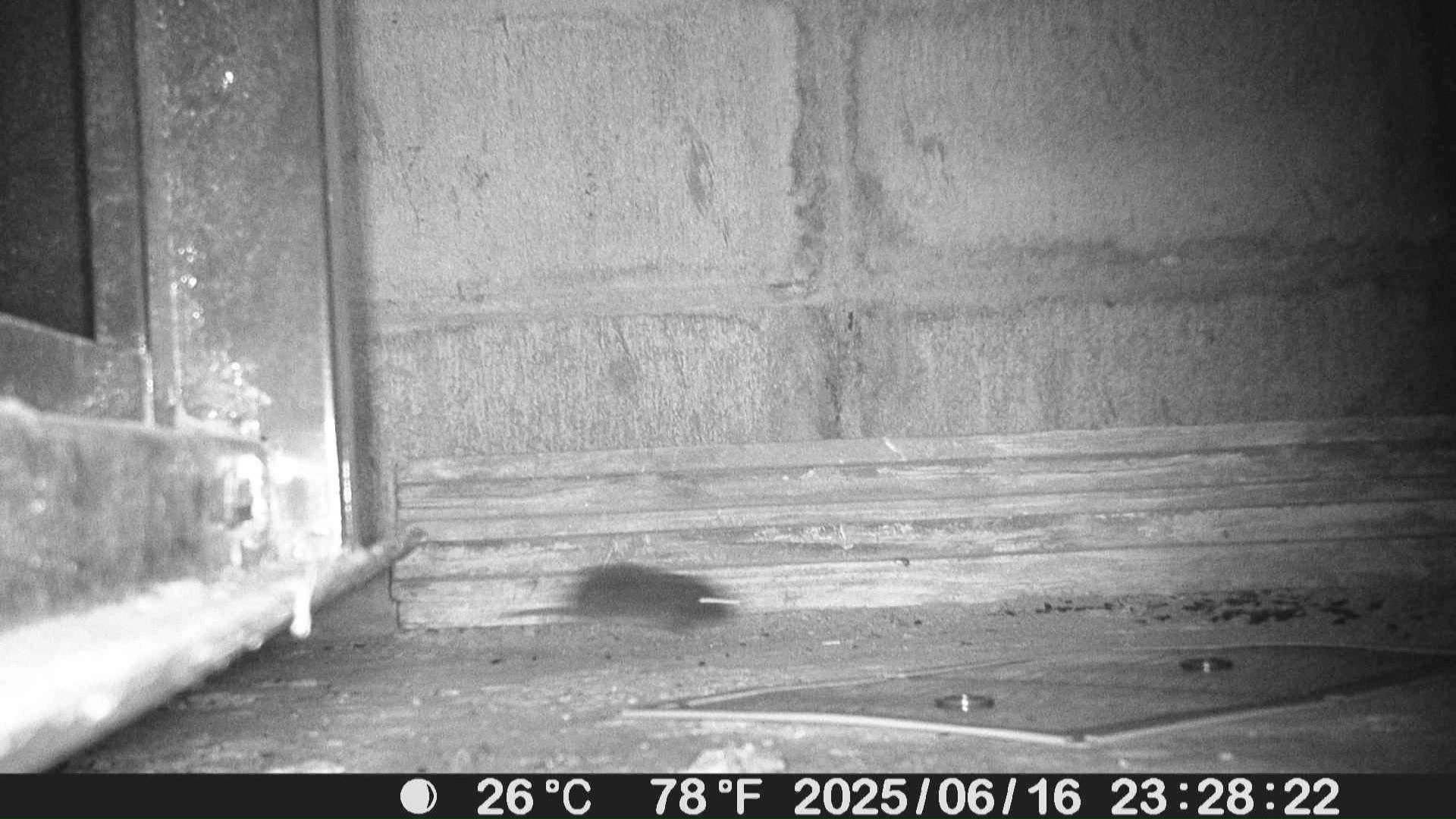 農家の倉庫を走り回るネズミ