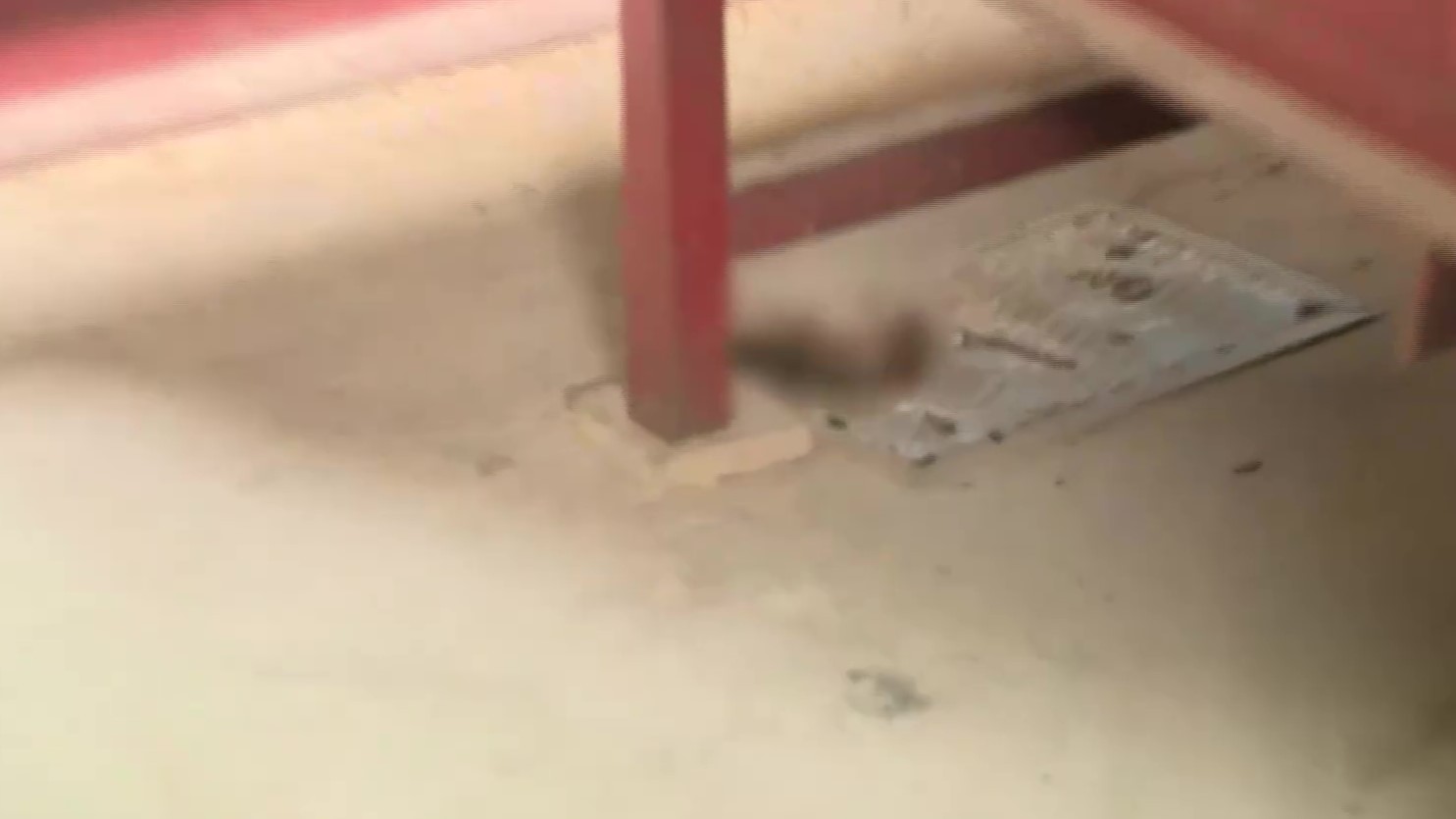 米に近づきシートに捕らえられるネズミ