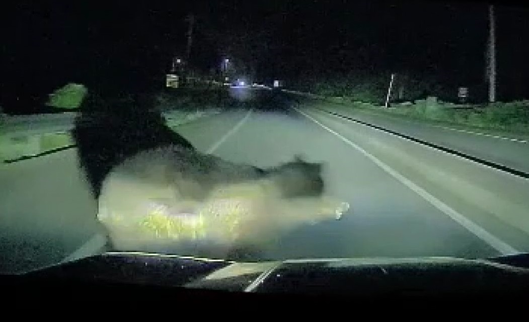 国道で飛び出してきたクマと車が衝突（提供：北海道警察）