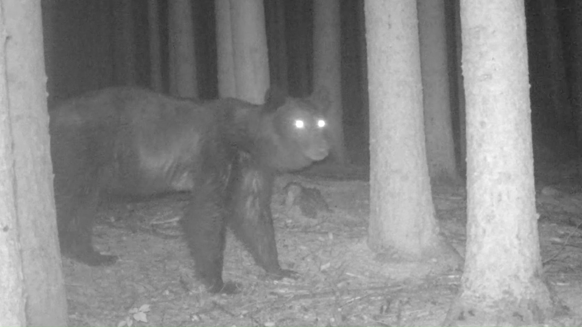 のそのそと歩くクマ（提供：森林総合研究所北海道支所）