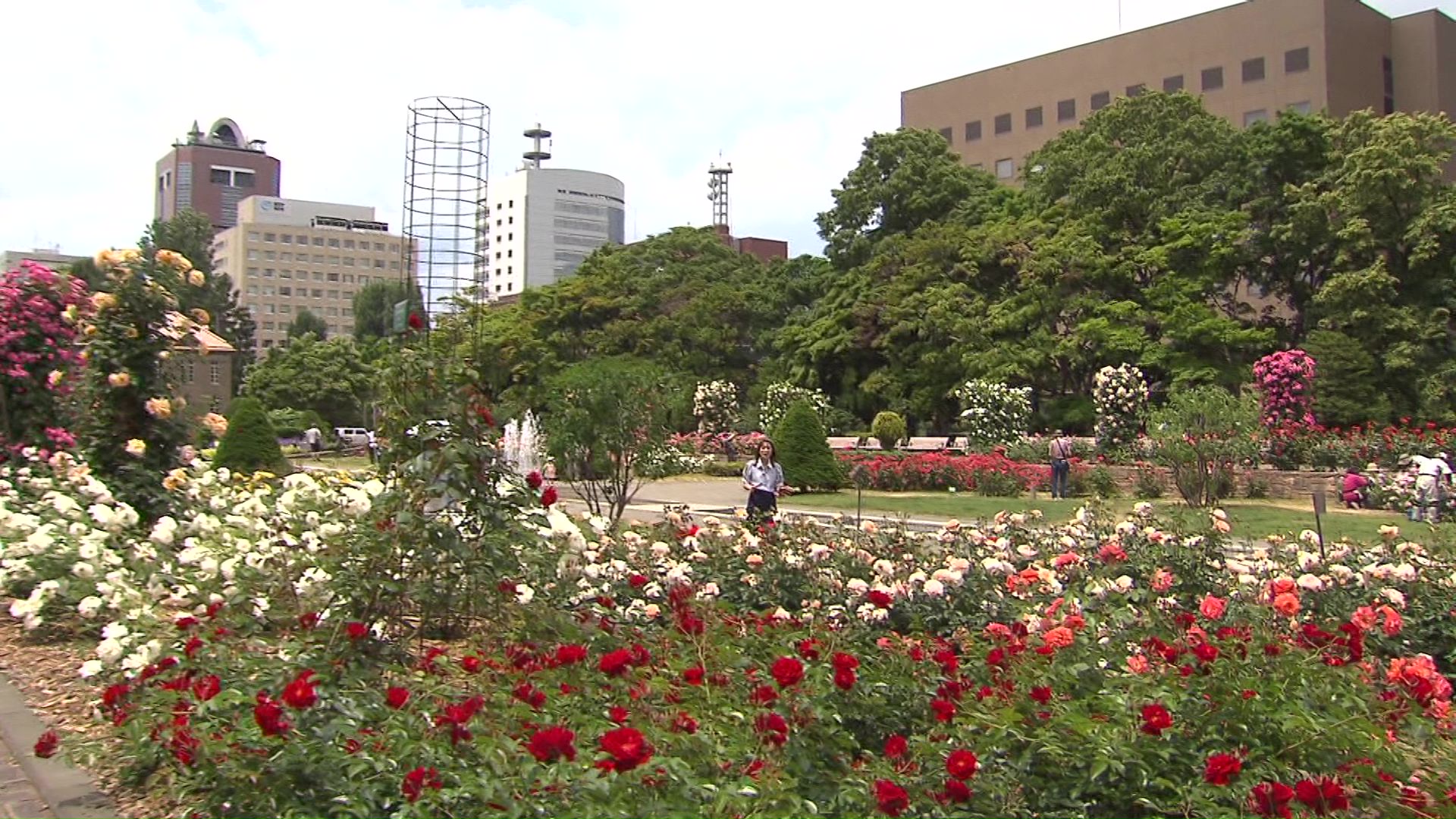バラが見ごろの札幌では最高気温29℃