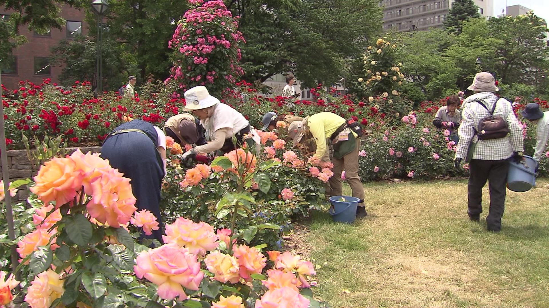 バラの手入れをする人たち