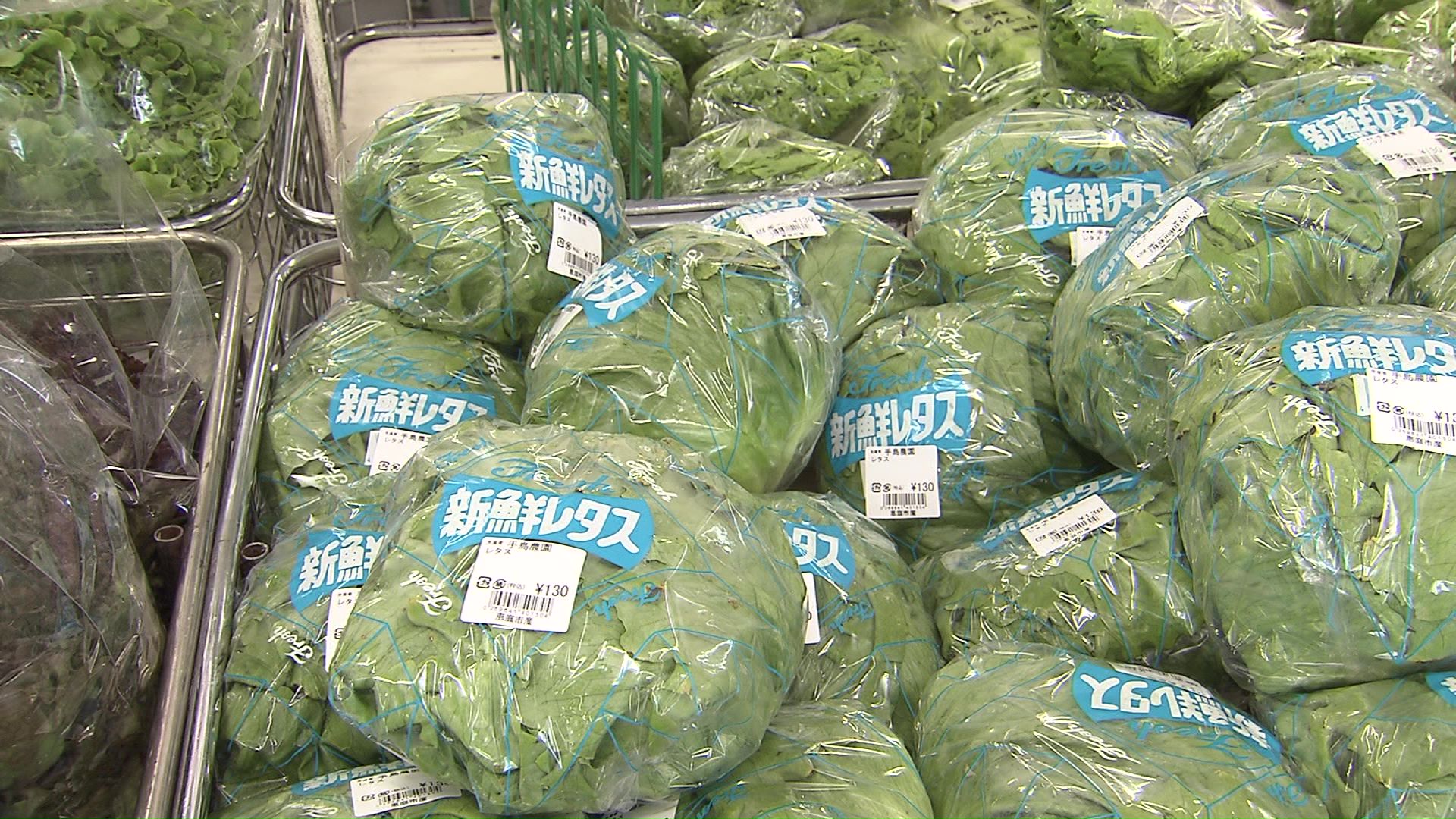 例年に比べ野菜の生育が順調