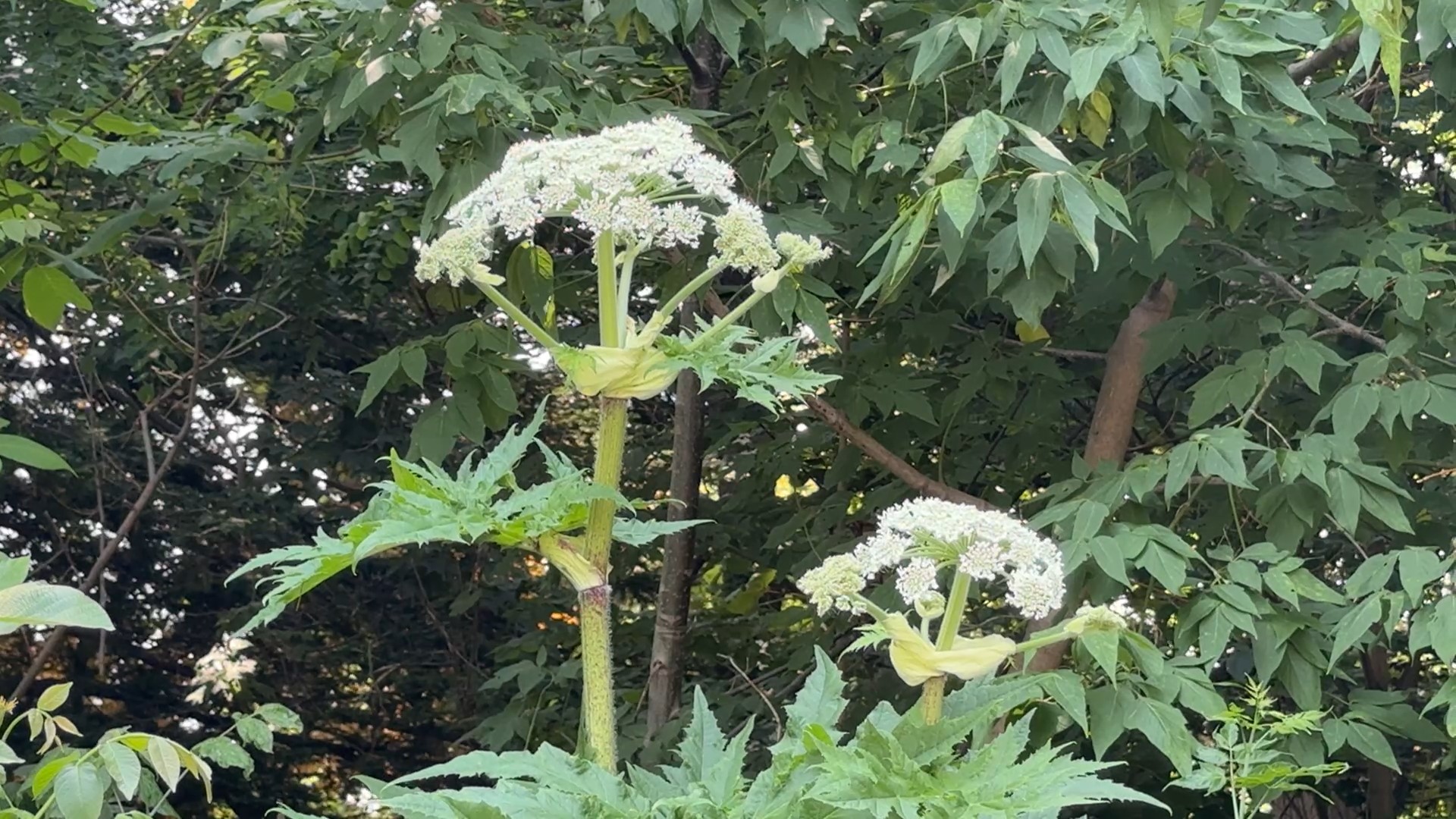 ジャイアント・ホグウィードとみられる植物（撮影：視聴者）