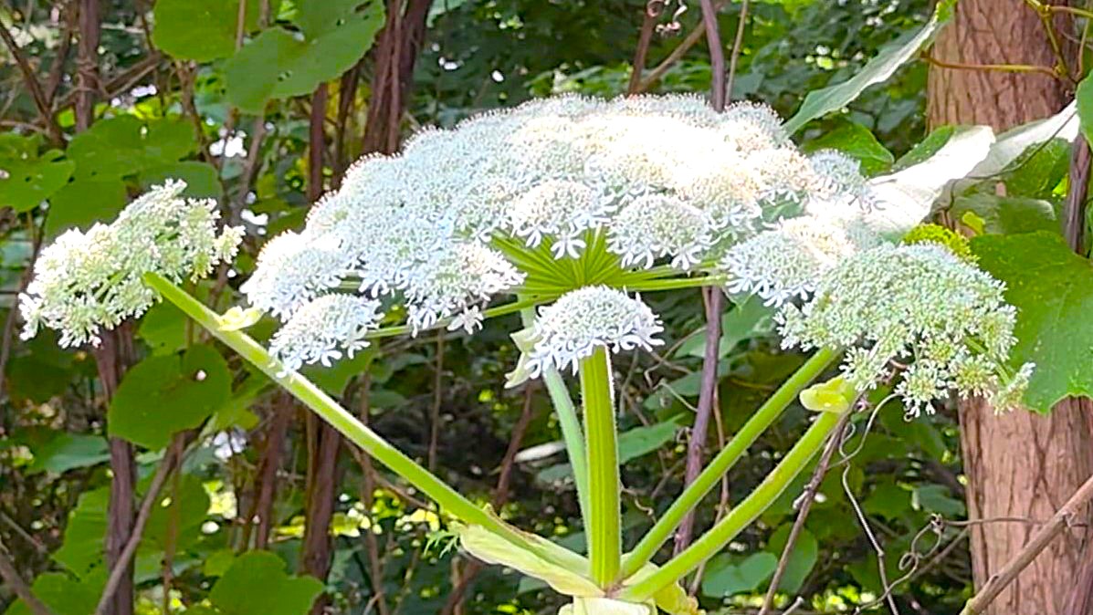 北大で発見された「ジャイアント・ホグウィード」と思われる植物（視聴者提供）