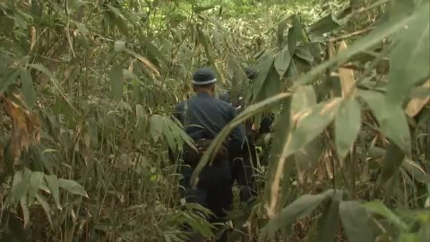 現場は大人の背よりも高い笹薮