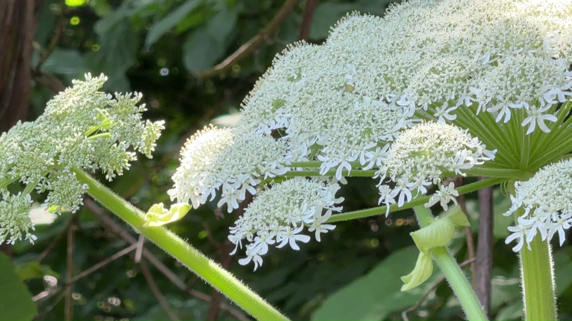 バイカルハナウドとみられる植物（撮影：視聴者）
