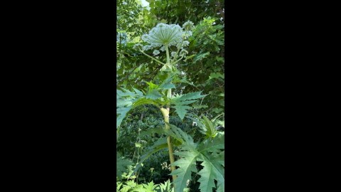 2年前に撮影されたバイカルハナウドとみられる植物（撮影：視聴者）