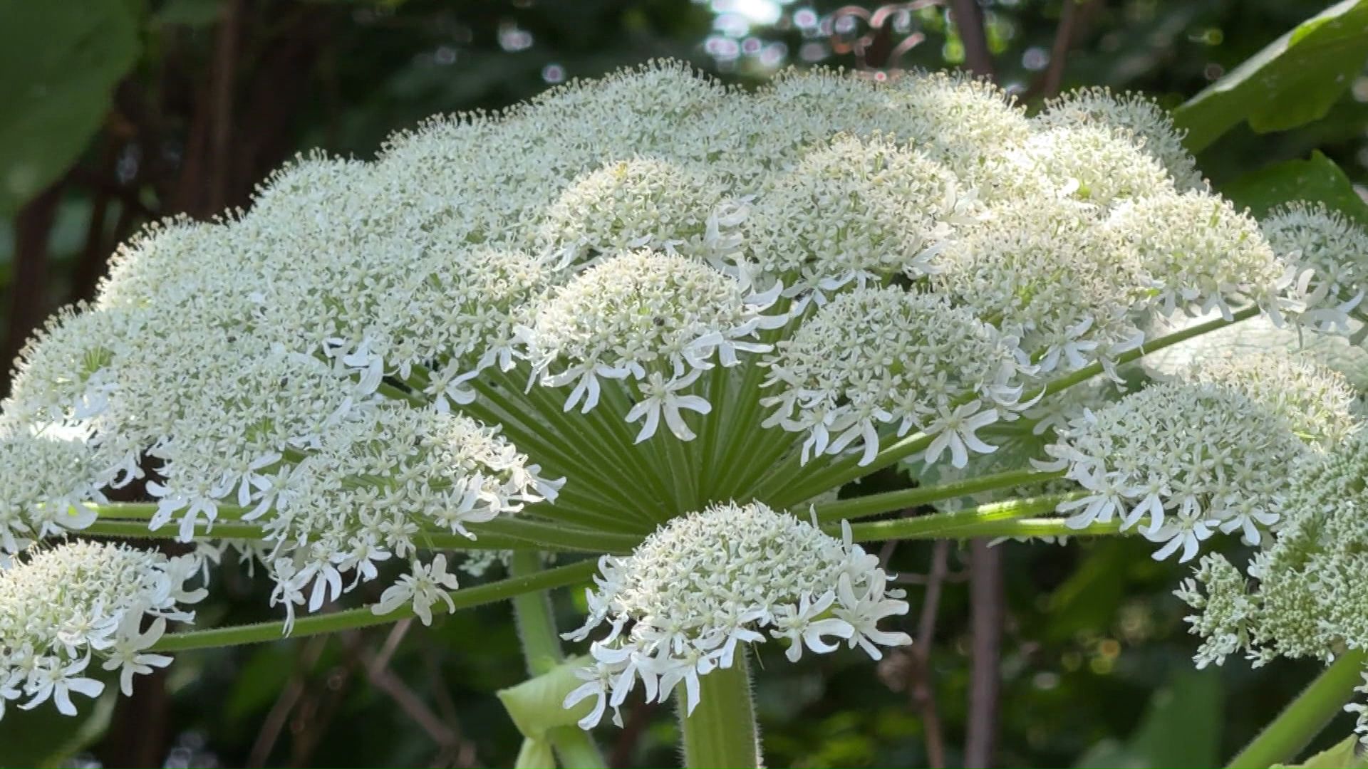 大学構内で発見されたジャイアント・ホグウィード（和名：バイカルハナウド）とみられる植物（視聴者提供）