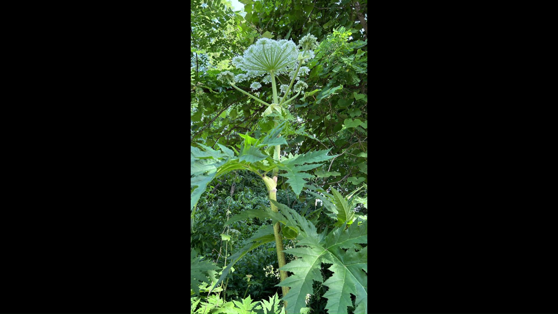 2年前に同じ場所で撮影された画像（撮影：ウメコさん）